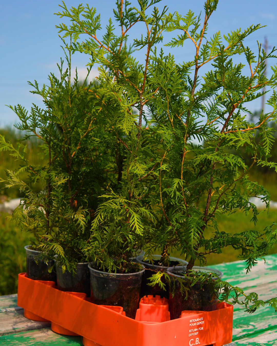 Cedar tree