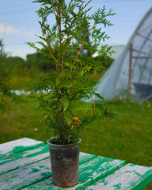 Cedar tree